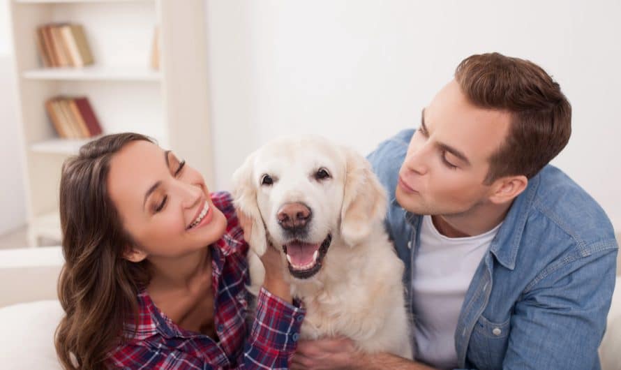 Quelle est la meilleure mutuelle pour animaux: nos conseils pour choisir